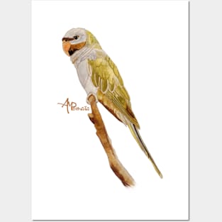 Derbyan Parakeet Posters and Art